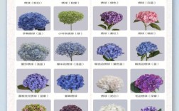 绣球花品种究竟有多少？