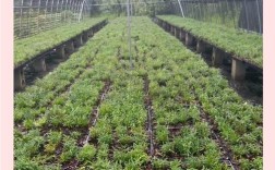 农村新技术 石斛种植