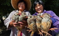 农村合作野鸡养殖技术