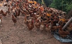 农家土鸡生态养殖技术