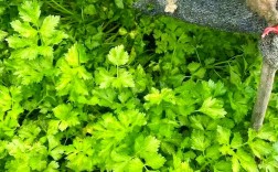 夏天芹菜怎么播种？技术要点有哪些？