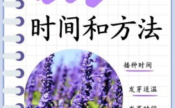 薰衣草怎么种？附图片看种植技巧？