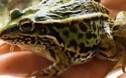 2025年杭州青蛙价格会涨还是跌？