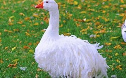 国外哪种鹅品种产蛋量最多？