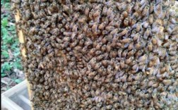 中蜂哪个品种好？