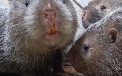 江西新余竹鼠种苗多少钱一对？