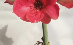 朱顶红最便宜品种是哪个？