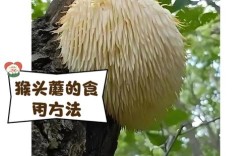 猴头菇栽培技术有哪些关键要点？