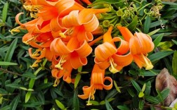 喜庆的花卉品种炮仗花