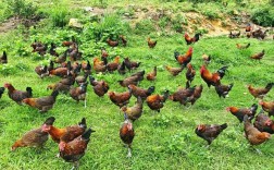 野生禽类也能养殖？品种图片有哪些？