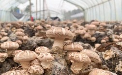香菇高产栽培有哪些关键技术要点？