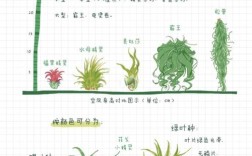 菠萝育种技术有哪些关键步骤？