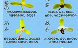 兰花传统品种有哪些？