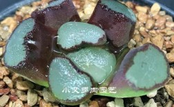 多肉万象最基本品种有哪些？