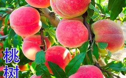 国内最好桃树品种是哪个？