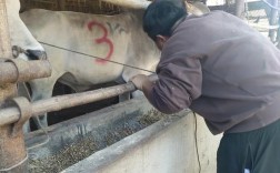 农村养牛防偷技术视频真能防住偷牛贼吗？