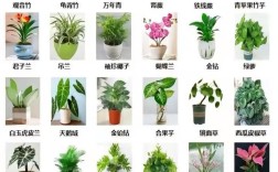 哪些花卉品种种植前景好？