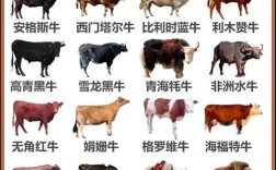 牛的品种哪个大又好？