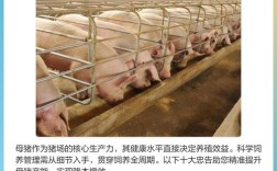 母猪饲养管理技术视频有哪些要点？