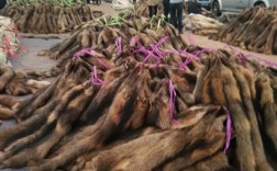 全国尚村皮毛最新价格是多少？