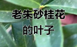 细锯齿桂花是哪个品种？