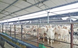 湖羊养殖技术要点视频，如何掌握核心技巧？