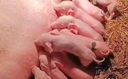 母猪选种什么品种好？