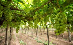 红提大棚种植技术要点有哪些？