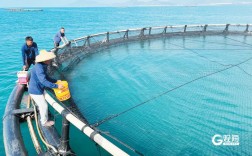 流水网箱养殖草鱼技术