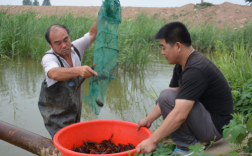 茭白龙虾怎么种？视频教你关键技术！
