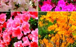 杜鹃品种有哪些？