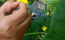 香瓜种植授粉技术视频