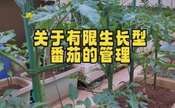 西红柿树水培种植技术