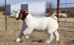 山东波尔山羊最新价格多少？