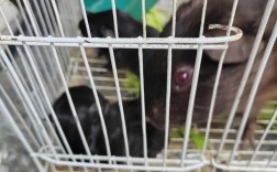 黑豚鼠养殖技术视频怎么学？