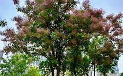 黄栌是国家保护植物吗？