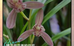 建兰不同品种开花时间有何差异？