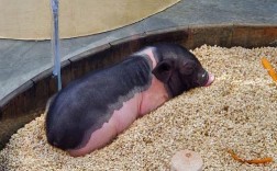 什么品种的猪是最能睡的