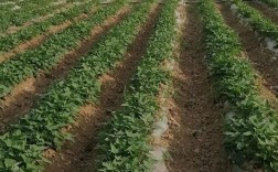 河南红薯种植视频，关键技术有哪些？