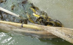 黄骨鱼罗非鱼养殖技术要点有哪些？