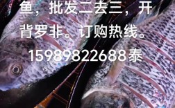 2025广东罗非鱼价格