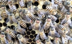 中蜂蜂王什么品种最好？