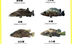 中国水产养殖主要品种有哪些？