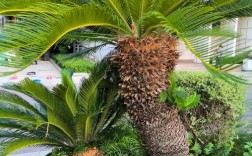 哪种铁树品种颜值最高？