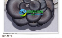 黑平菇哪个品种产量最高？