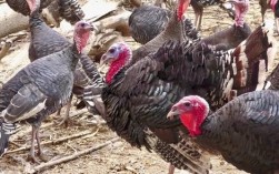 河南许昌成年火鸡价格现在多少钱一只？