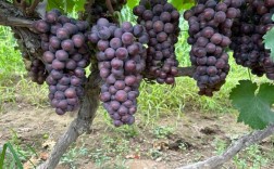 户太8号葡萄栽培技术要点有哪些？