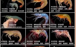 活虾的品种及图片大全