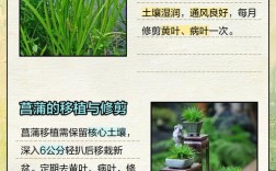 哪种菖蒲家庭养殖品种香味最浓？