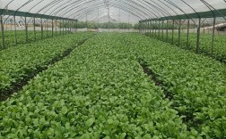 广西菜心种植技术视频怎么学？